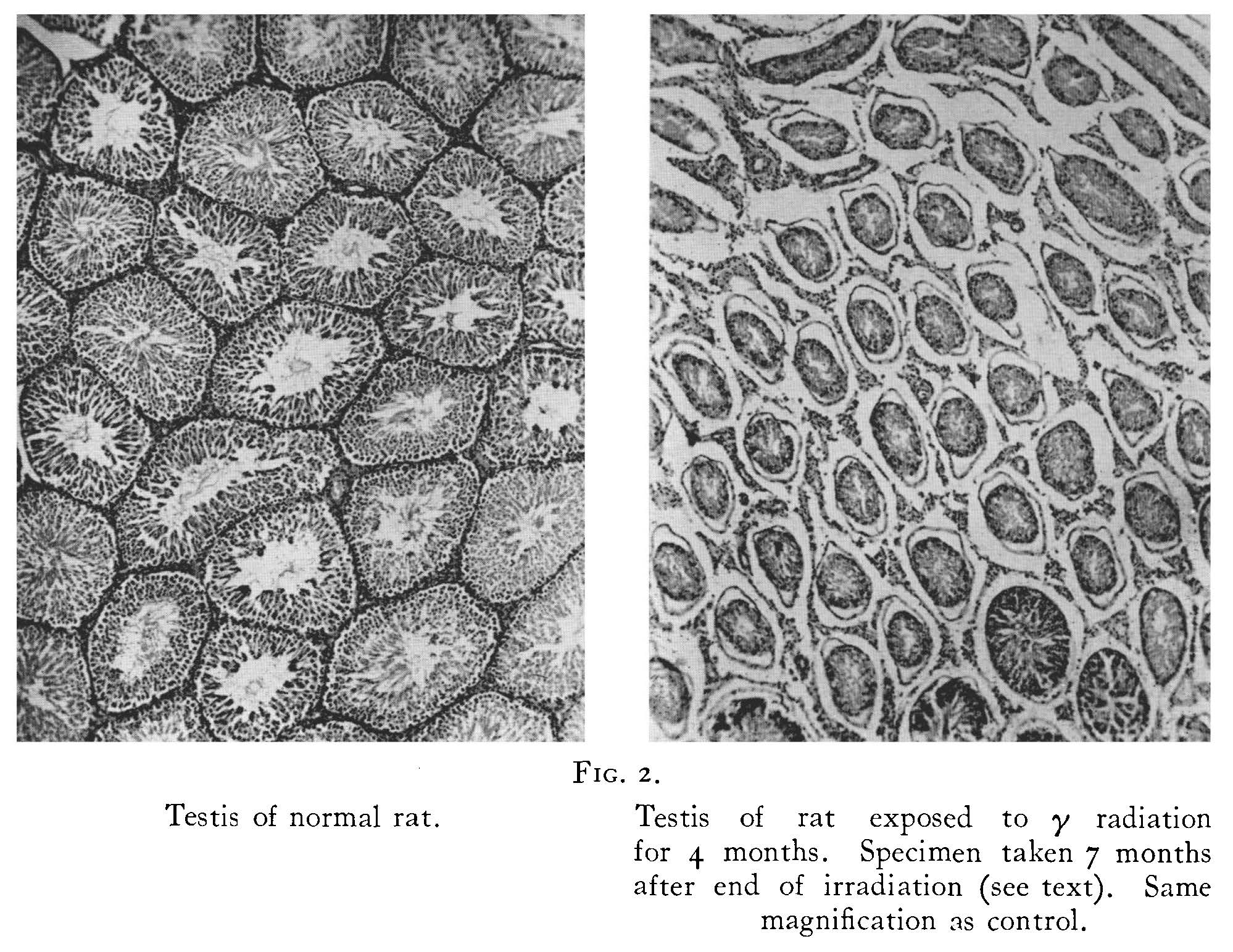 Effects of gamma radiation Effects of gamma radiation