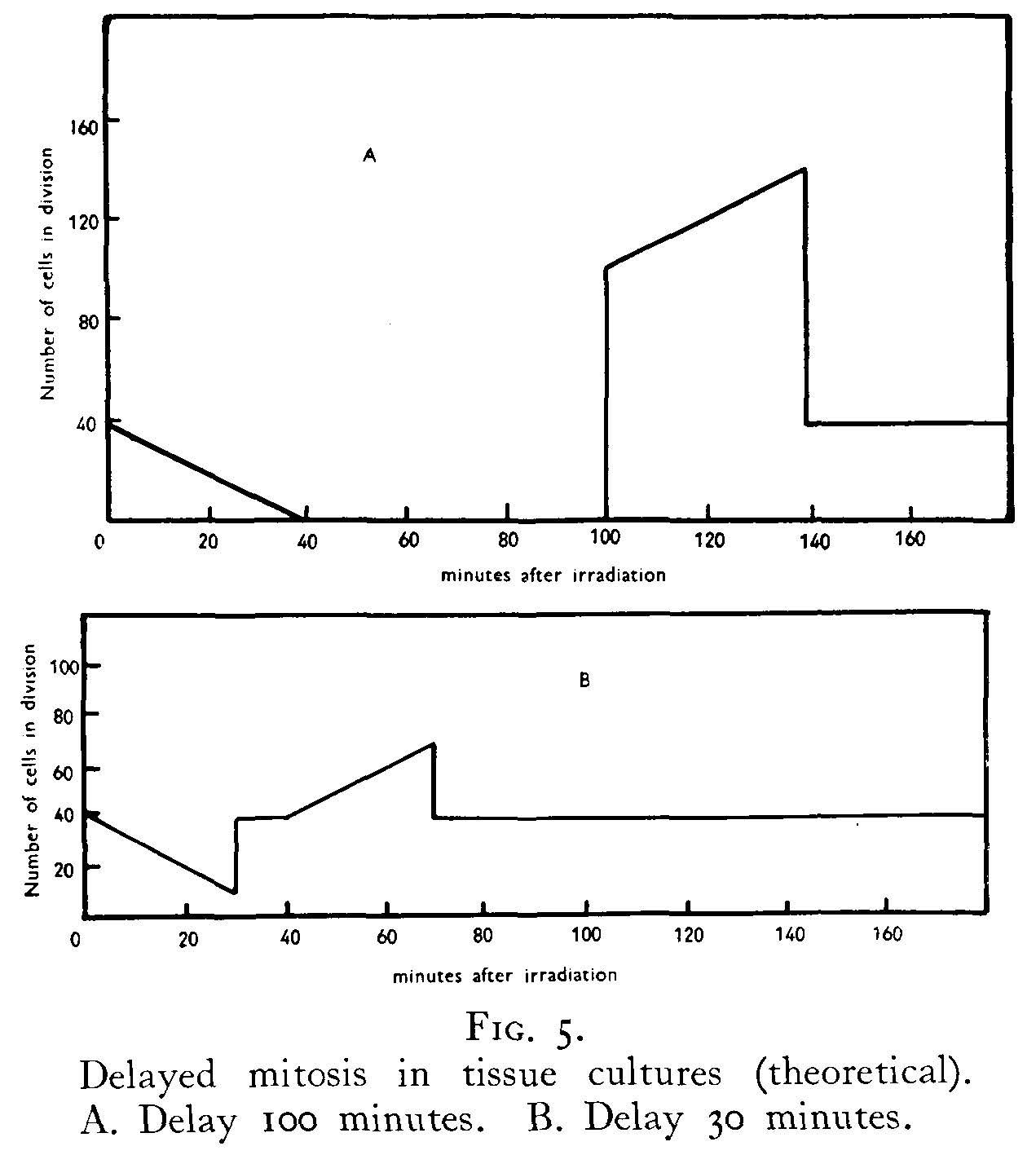 Delay in cellular division after radiation Delay in cellular division after radiation