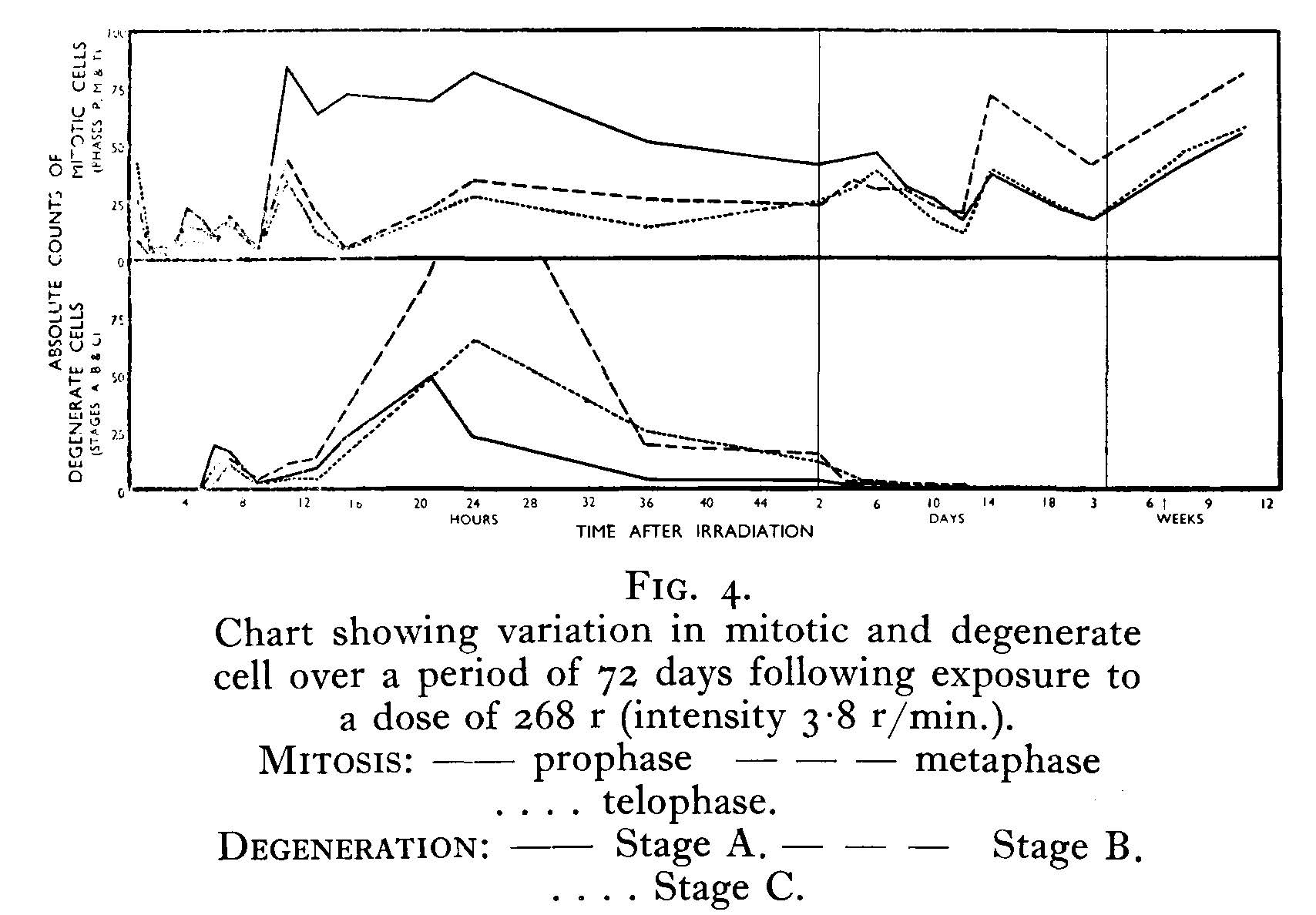 Mitotic and degenerate cells after gamma radiation Mitotic and degenerate cells after gamma radiation