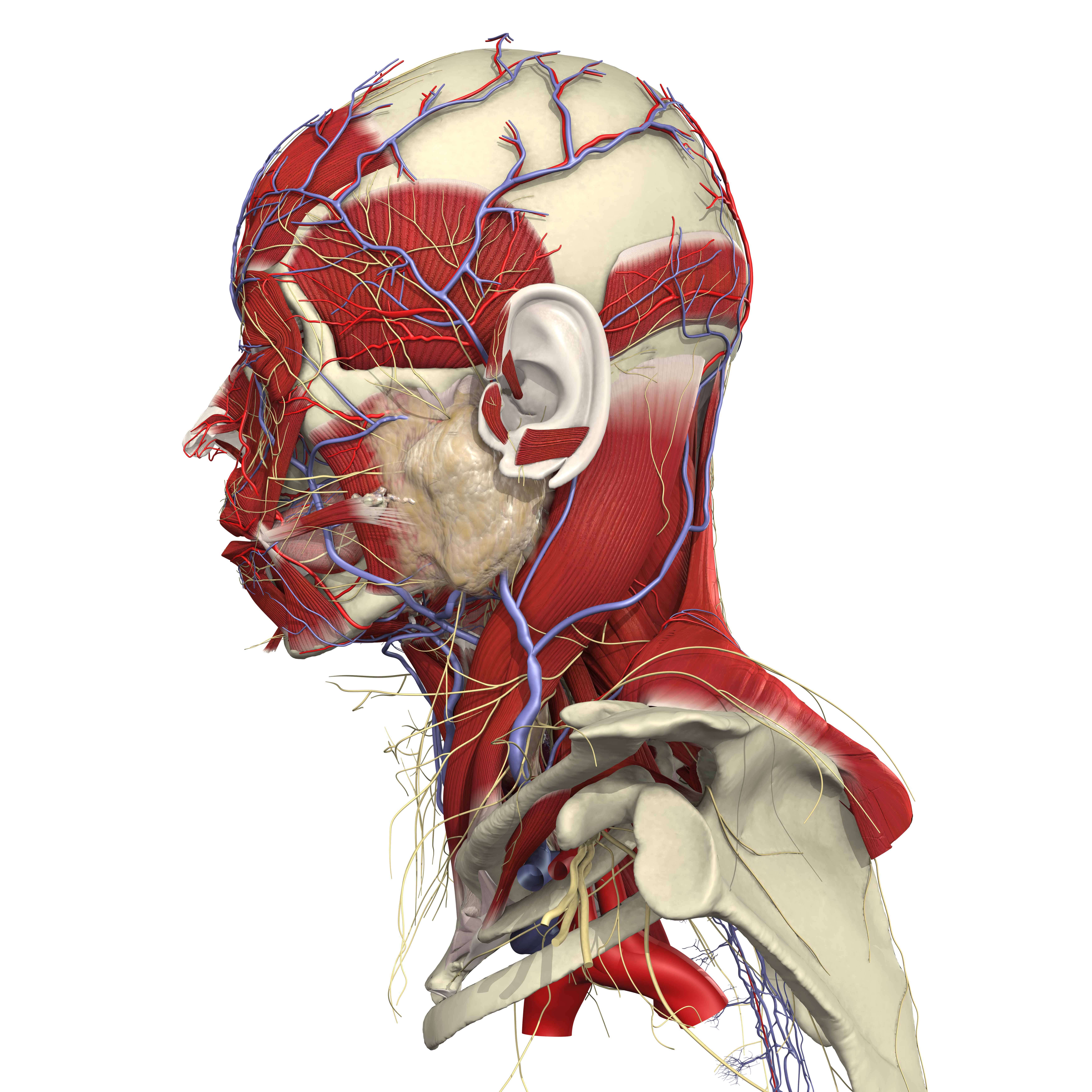 Primal Pictures head Primal Pictures head